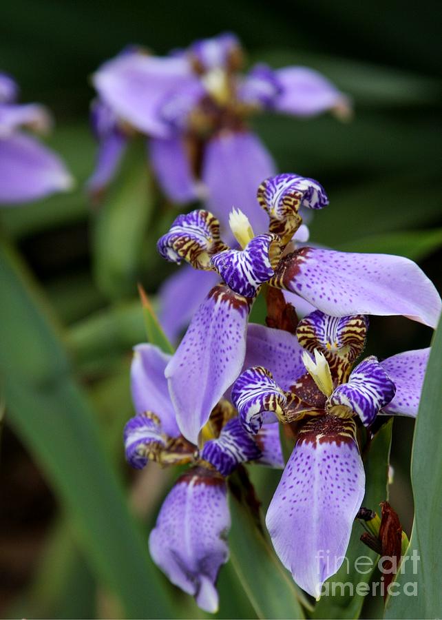 Tiny Purple Iris Photograph by Sabrina L Ryan