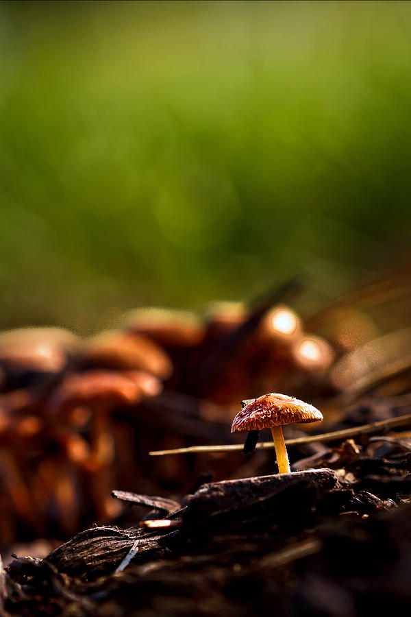 Tiny Shrooms Photograph by Keith Allen