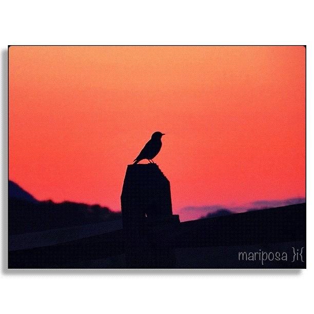 Nature Photograph - Tiny Silhouette at Dusk by Mari Posa