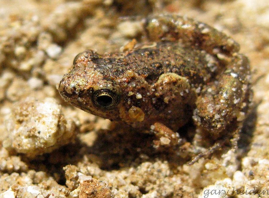 Tiny South East Asian Bronze Leaf Litter Frog Photograph by Gary Heiden ...