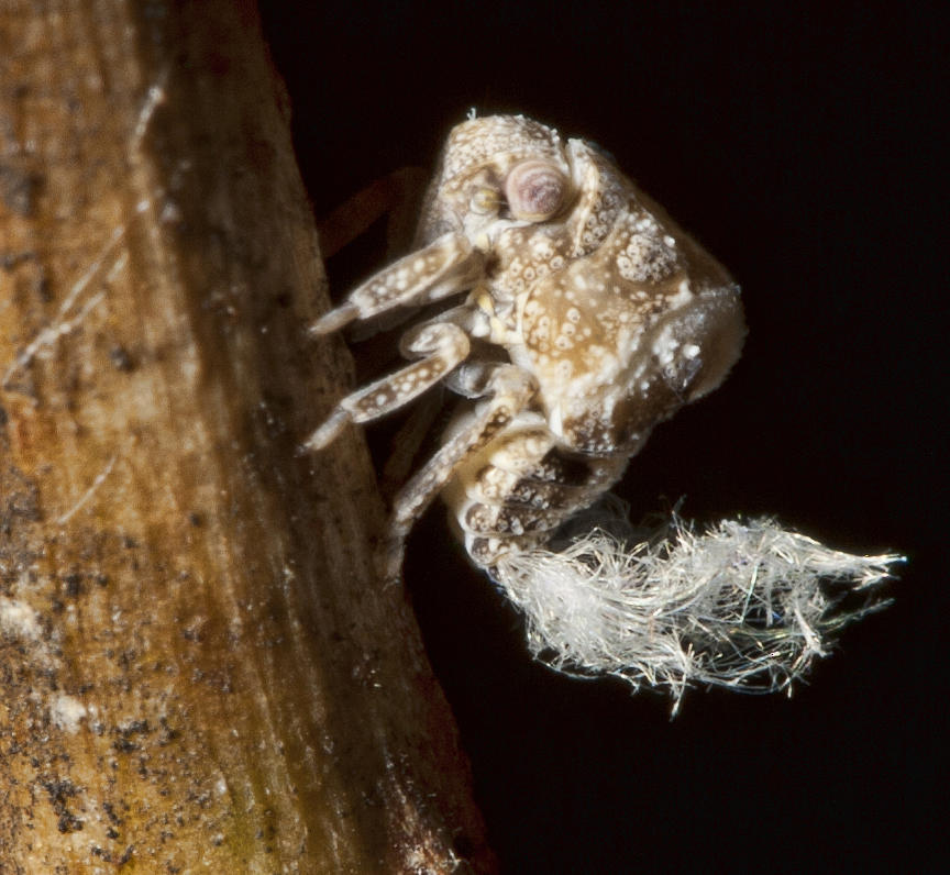 Tiny Strange Bug Photograph by Gregory Scott
