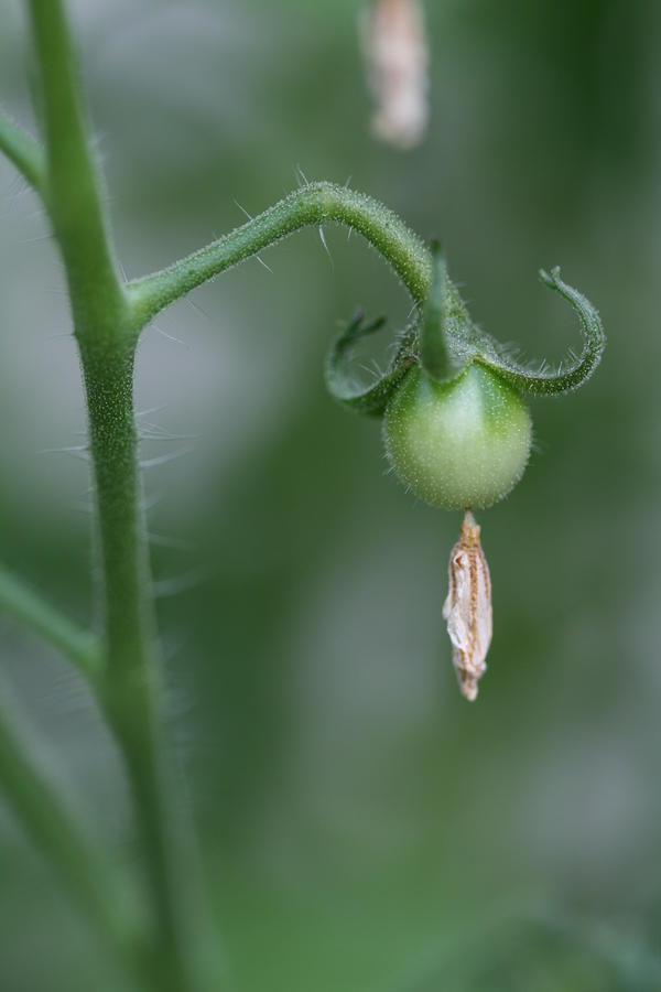 Tomato Photograph - Tiny Tomato with Deflated Flower by Bonnie Boden Tomato Photograph - Tiny Tomato with Deflated Flower by Bonnie Boden
