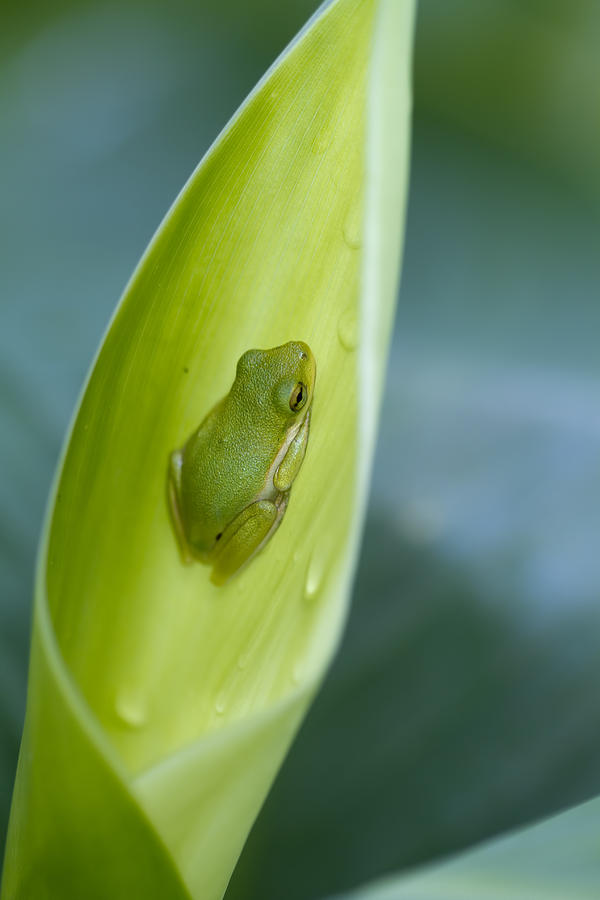 Tiny Tree Frog Cradle Photograph by Kathy Clark