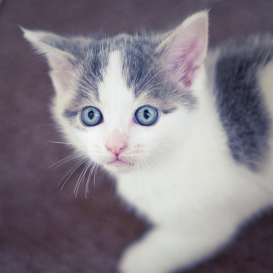 Tiny White And Grey Kitten Looking Up Cindy Prins 