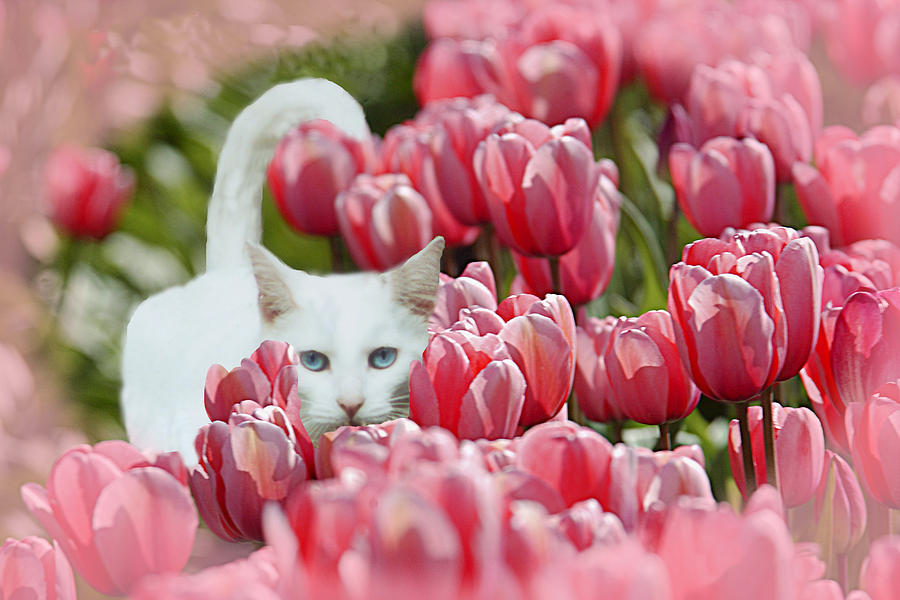 Tiptoe through the Tulips Photograph by Beverly Hanson
