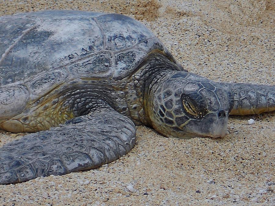 Tired Turtle Photograph by Kimberly Lenz