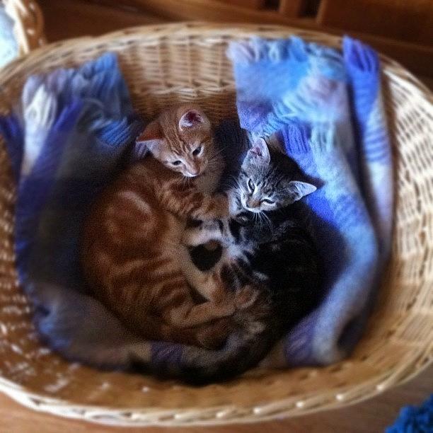Tiskit A Taskit My Kittens In A Basket Photograph by Zoe Sutter