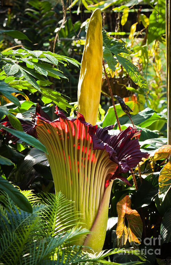 Titan Arum flower Photograph by Johan Larson - Pixels