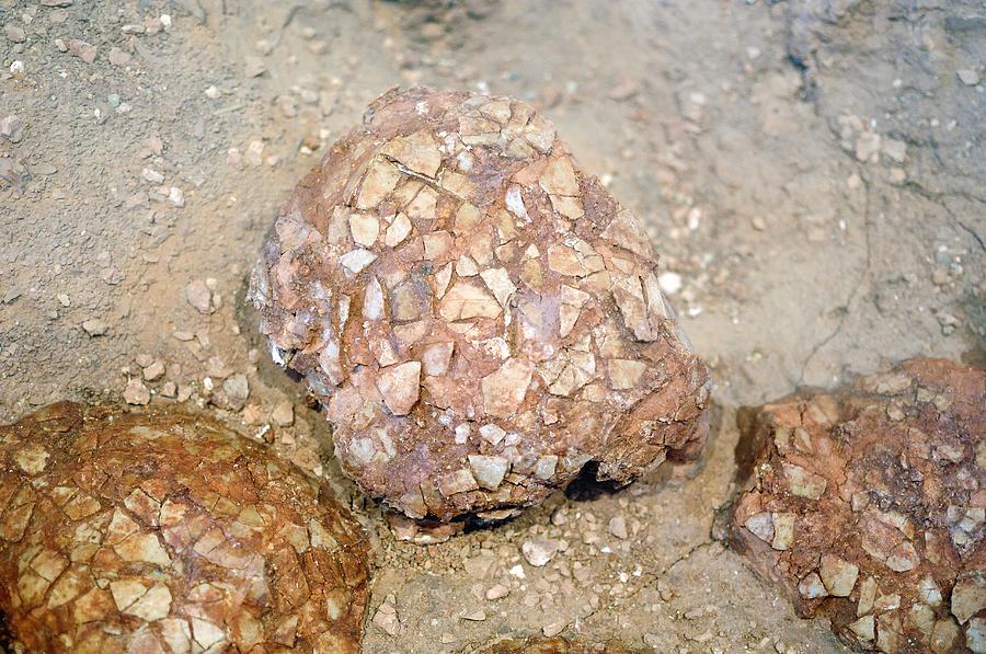 titanosaurus fossil