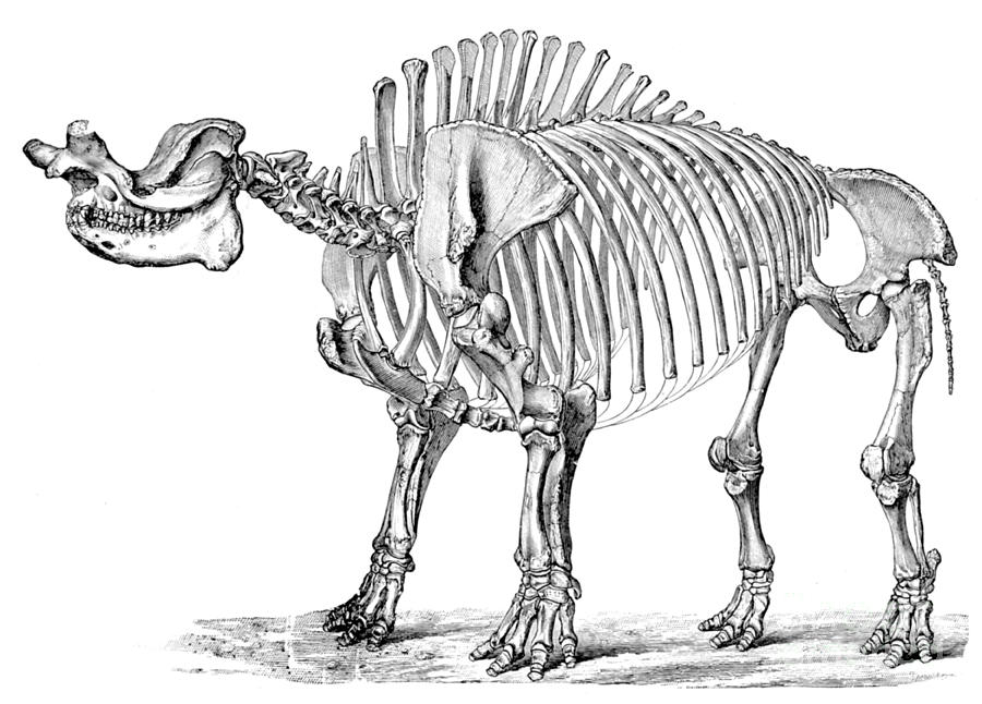 Titanotherium, Cenozoic Mammal Photograph by Science Source | Pixels