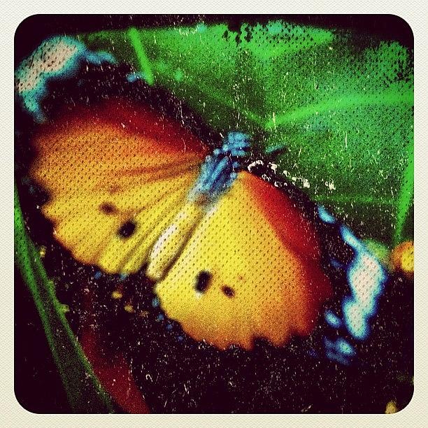 Butterfly Photograph - Titli Daboch Li Maine ! by Sundar Kanchibhotla