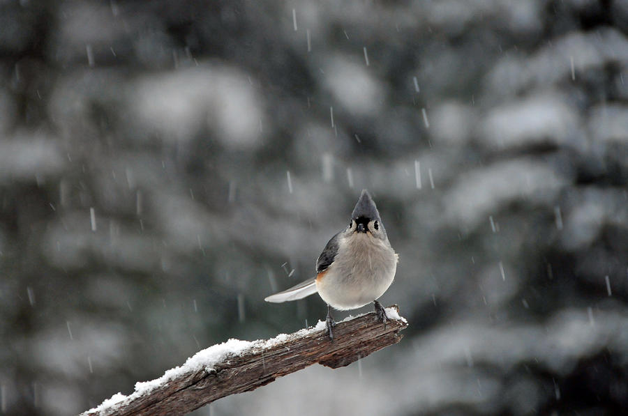 Titmouse Endures Snowstorm Photograph by Mike Martin