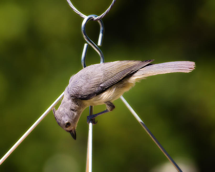 Titmouse on Hanger Photograph by Bill and Linda Tiepelman