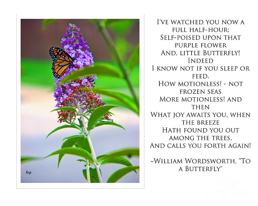 To a Butterfly--WW Photograph by Traci Cottingham