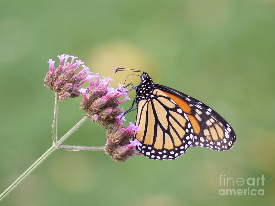 Butterfly Photograph - To Go Or Not To Go by Robert E Alter Reflections of Infinity LLC
