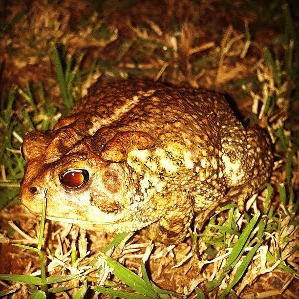 Nature Photograph - Toad by Derek M