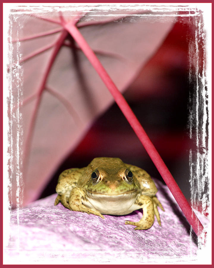 Toad Photograph by Fuad Azmat
