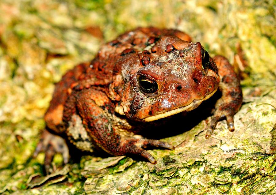 Toad Photograph by Joe Ng