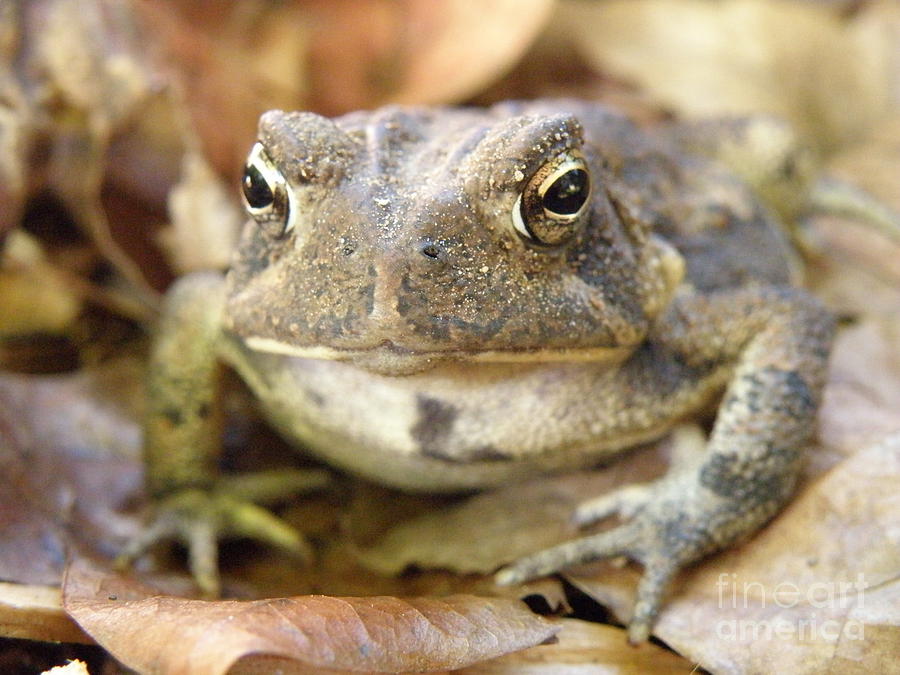 Toad Photograph by Lainie Wrightson