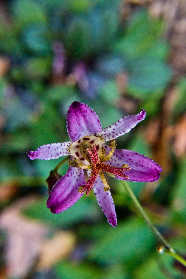 Lily Photograph - Toad Lilly 1 by Douglas Barnett