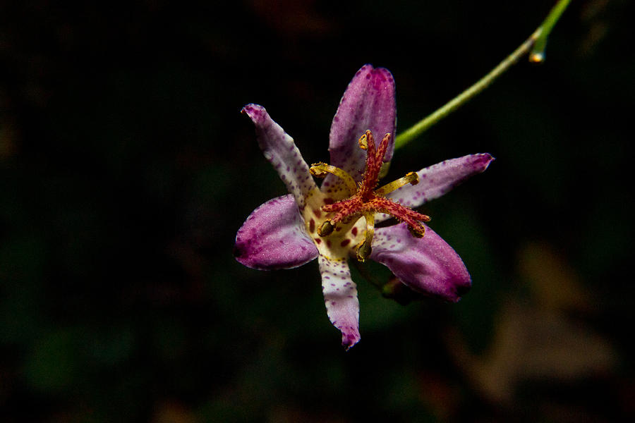 Lily Photograph - Toad Lilly 2 by Douglas Barnett