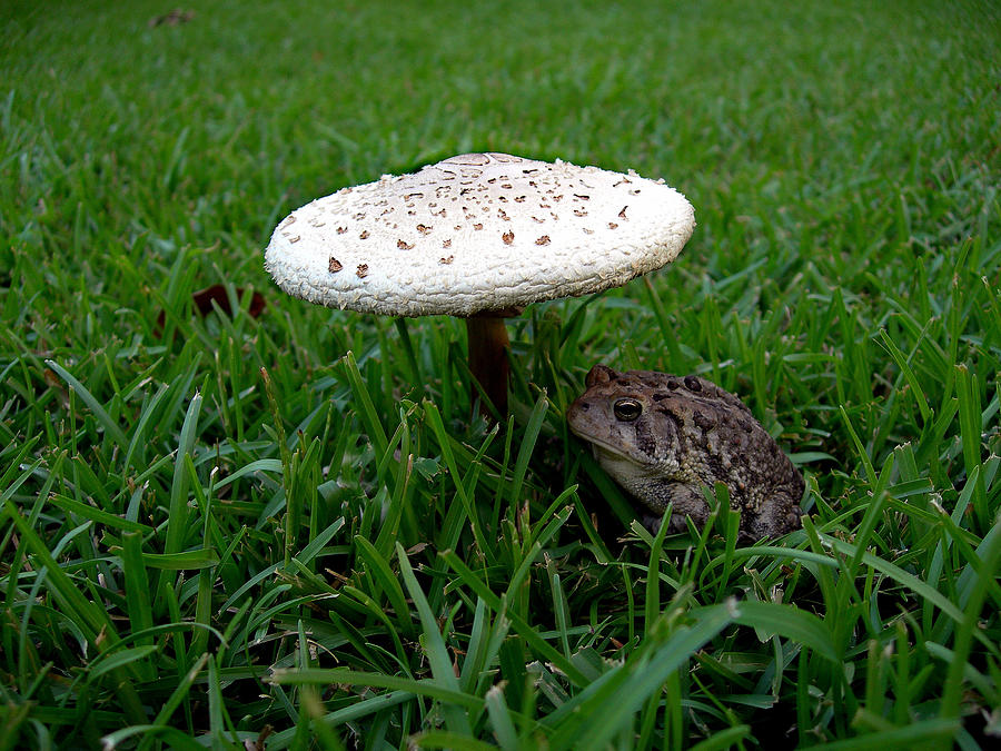 Toad N Stool Photograph