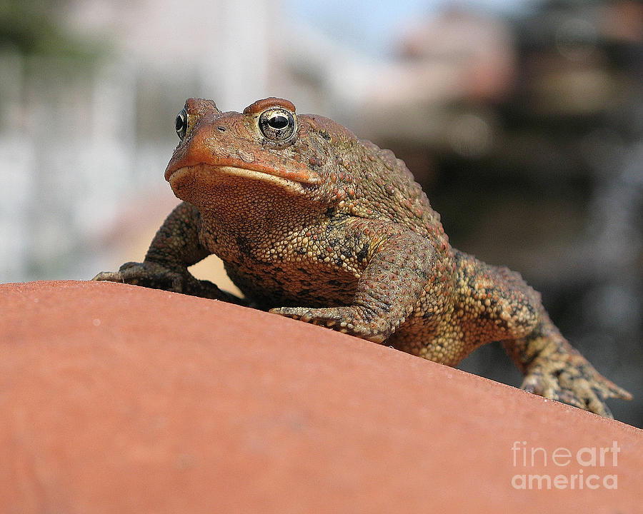 Toad On Red Rock Photograph
