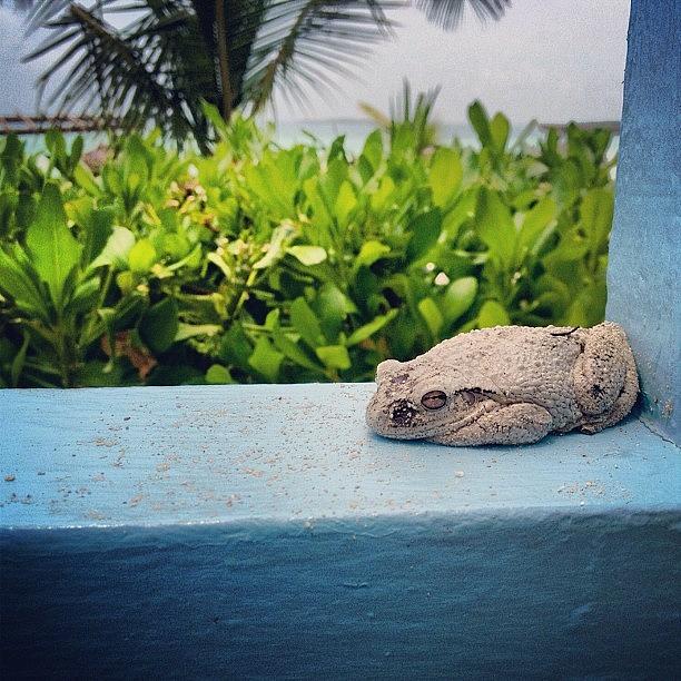 Toad Photograph - #toad #stool #bahamas by Elaine Ismert