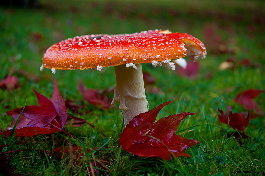 Toadstool Photograph by B Cash