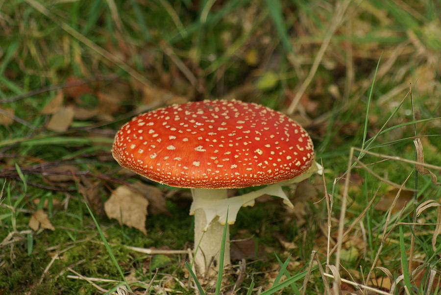 Toadstool Photograph by Christopher Beardall - Fine Art America