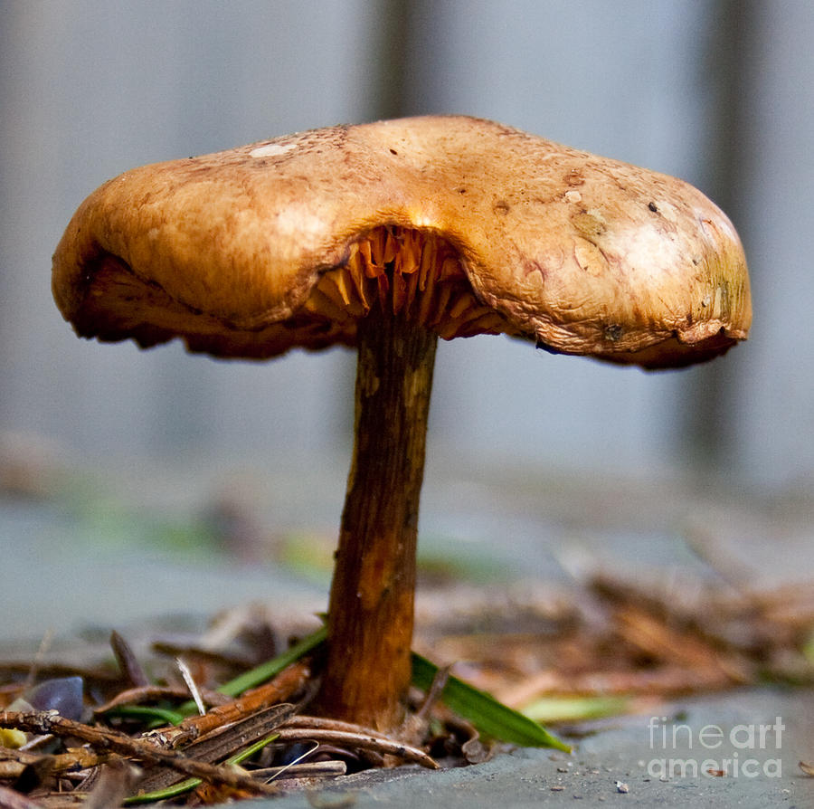 Toadstool Growing On A Bench Photograph by Barbara McMahon