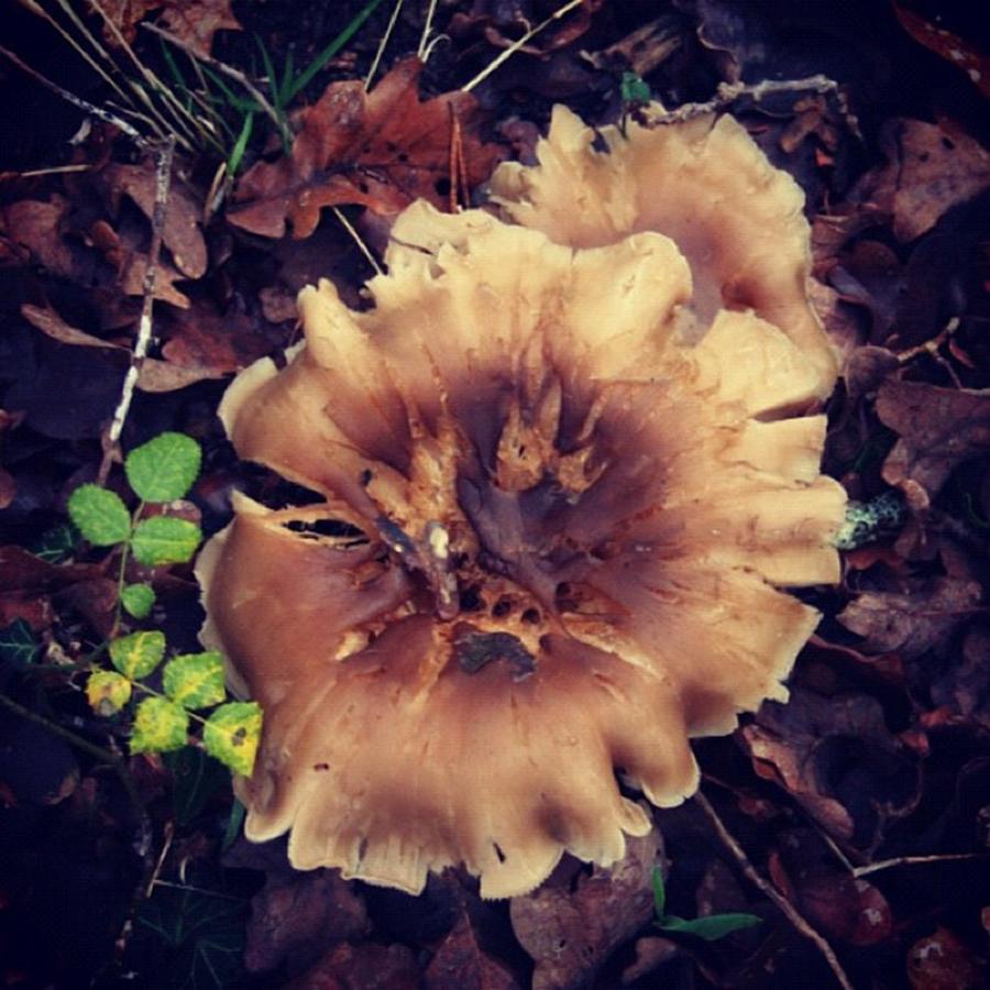 Toadstool Or Mushroom? Dont Care Photograph by Chris Jones