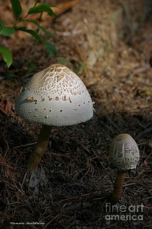 Mushroom Photograph - Toadstool by Tannis  Baldwin