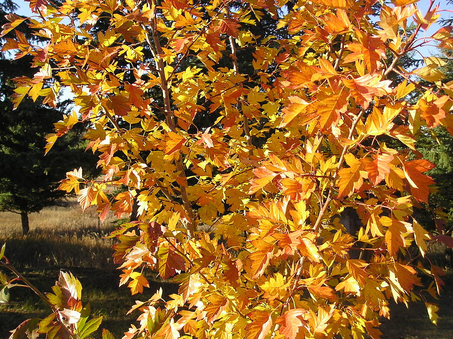 Toba Hawthorne Leaves In Fall Photograph by Yianni Foufas