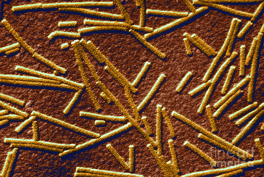 Tobacco Mosaic Virus Photograph by Omikron