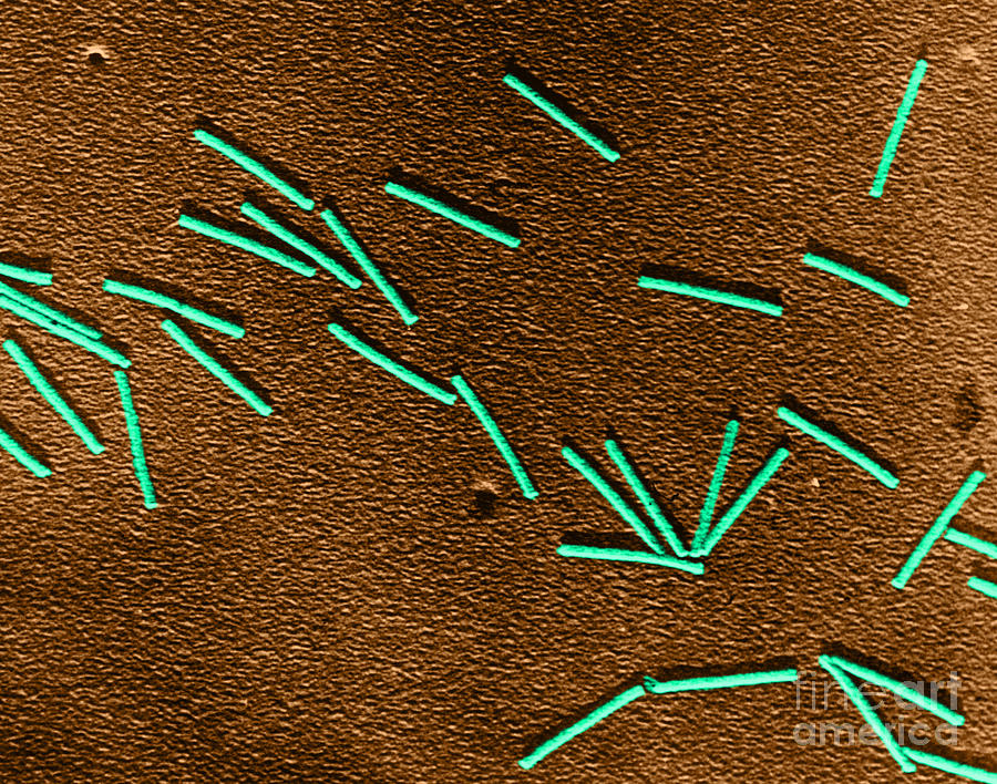 Medical Photograph - Tobacco Mosaic Virus, Tem by Science Source