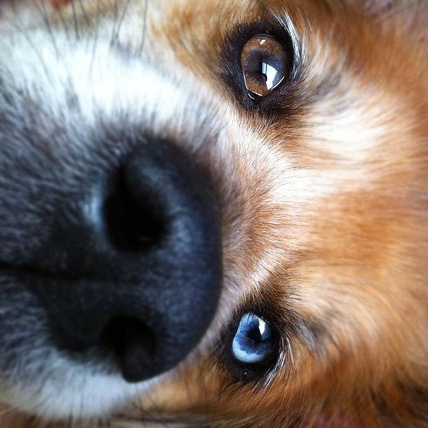 Dog Photograph - #toby #dog #brown #blueeyeddog by Eddie Mendez