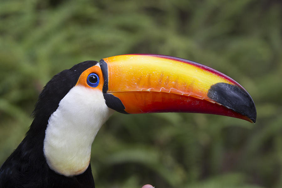 Toco Toucan Ramphastos Toco, Native Photograph by Zssd