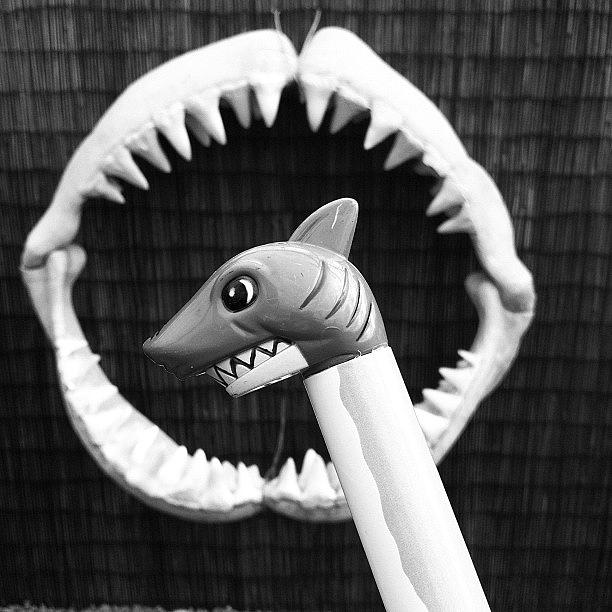Today Kmk Went Shark Fishing Photograph by Kiss My Kunst