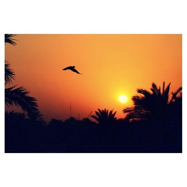 Dove Photograph - [todays Sunset] Iraq - Baghdad Near by Nawar Al-ani