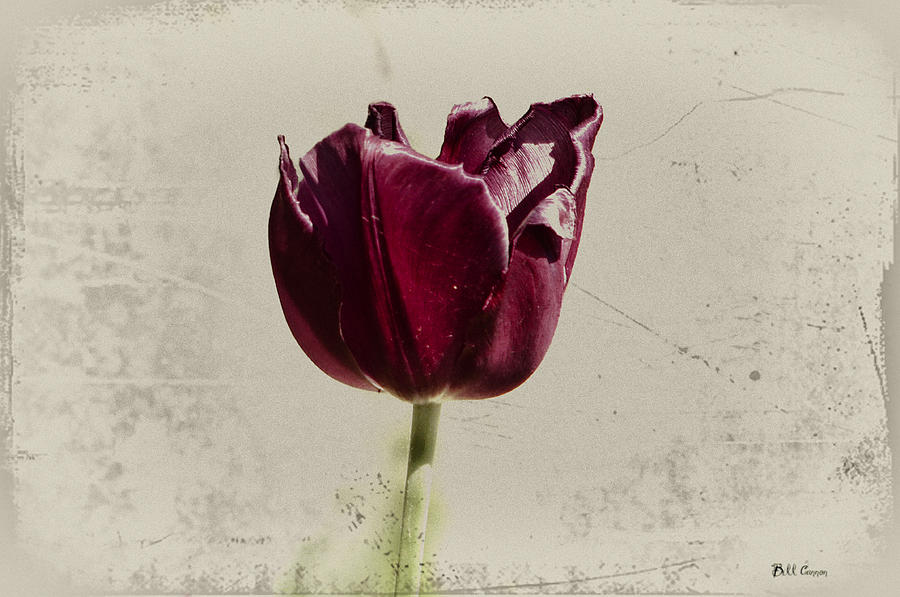 Flowers Still Life Photograph - Todays Tulip by Bill Cannon