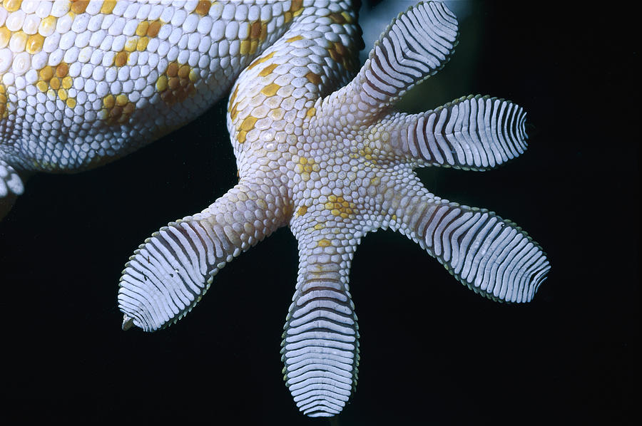 Tokay Gecko Foot Photograph by Mark Moffett