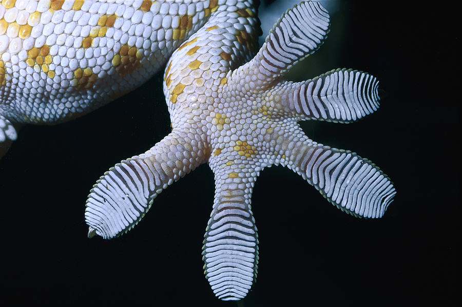 Ideelt æggelederne Vred Tokay Gecko Foot by Mark Moffett