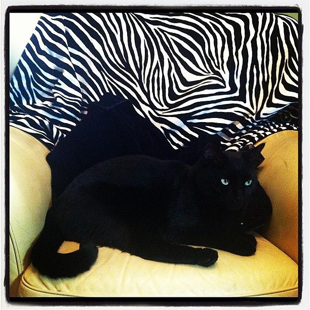 Cat Photograph - Tolo #cat #bigcat #black Cat by Ashley Grant