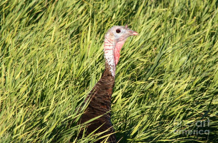 Birds Photograph - Tom the Turkey by Dave Knoll Birds Photograph - Tom the Turkey by Dave Knoll