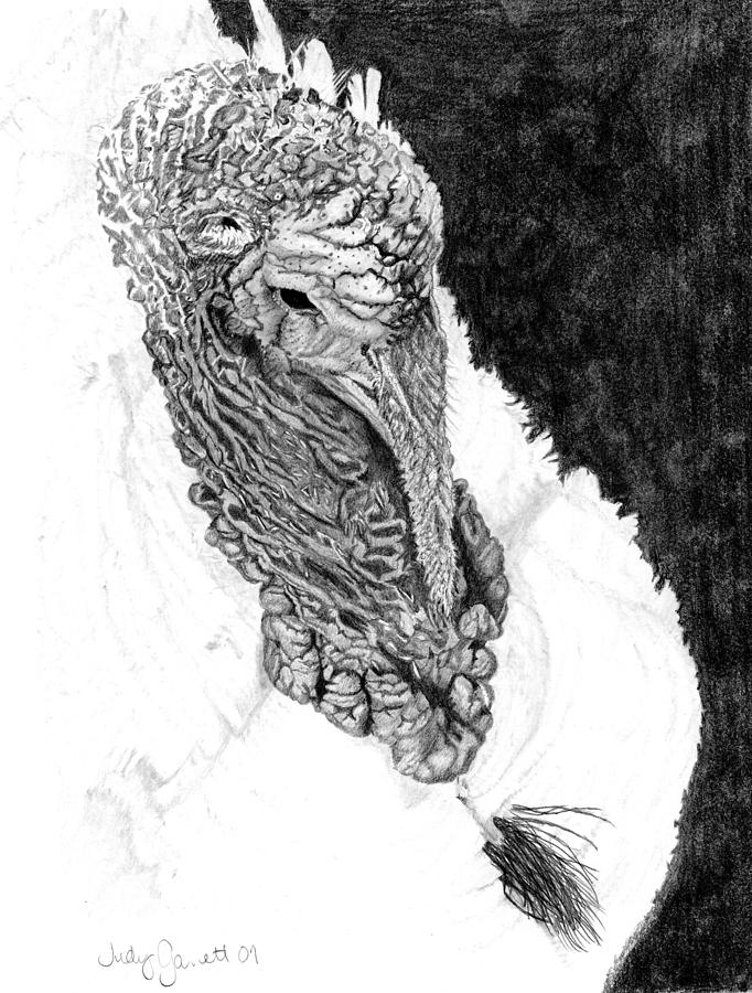 Tom Turkey Drawing by Judy Garrett Fine Art America