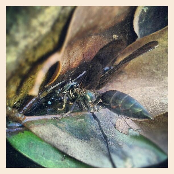 Insects Photograph - Tomando Agua... ;-) #nature #fotodroid by Jimmy Rock