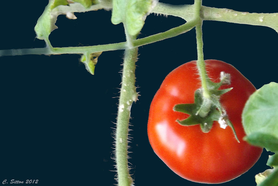 Tomato 2 Photograph by C Sitton