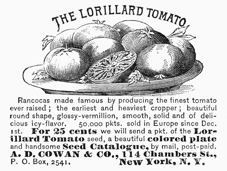 Tomato Advertisement, 1889 Photograph by Granger