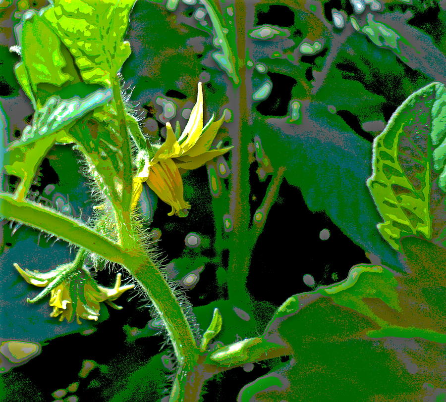 Tomato Blooms Photograph by Padre Art - Fine Art America